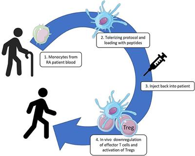 Heat Shock Proteins Can Be Surrogate Autoantigens for Induction of Antigen Specific Therapeutic Tolerance in Rheumatoid Arthritis